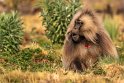 145 Simien Mountains, gelada